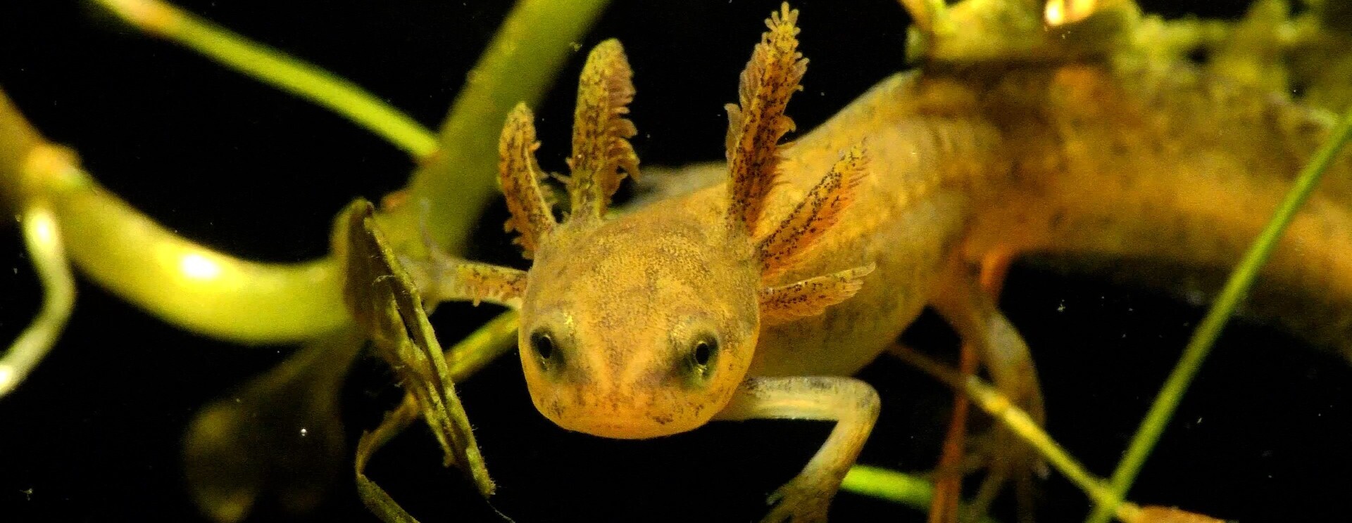 Salamanders of New England Film Screening
